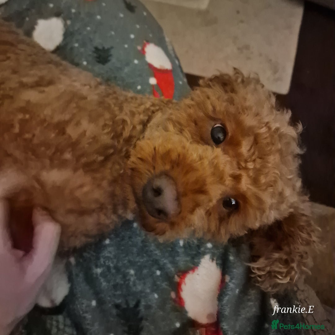 Cockapoo dogs for sale: Cocker poo - Advert 2