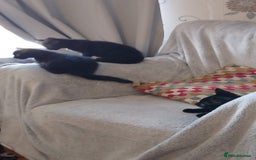 Domestic Shorthair cats for sale: Domestic kittens - Image 2