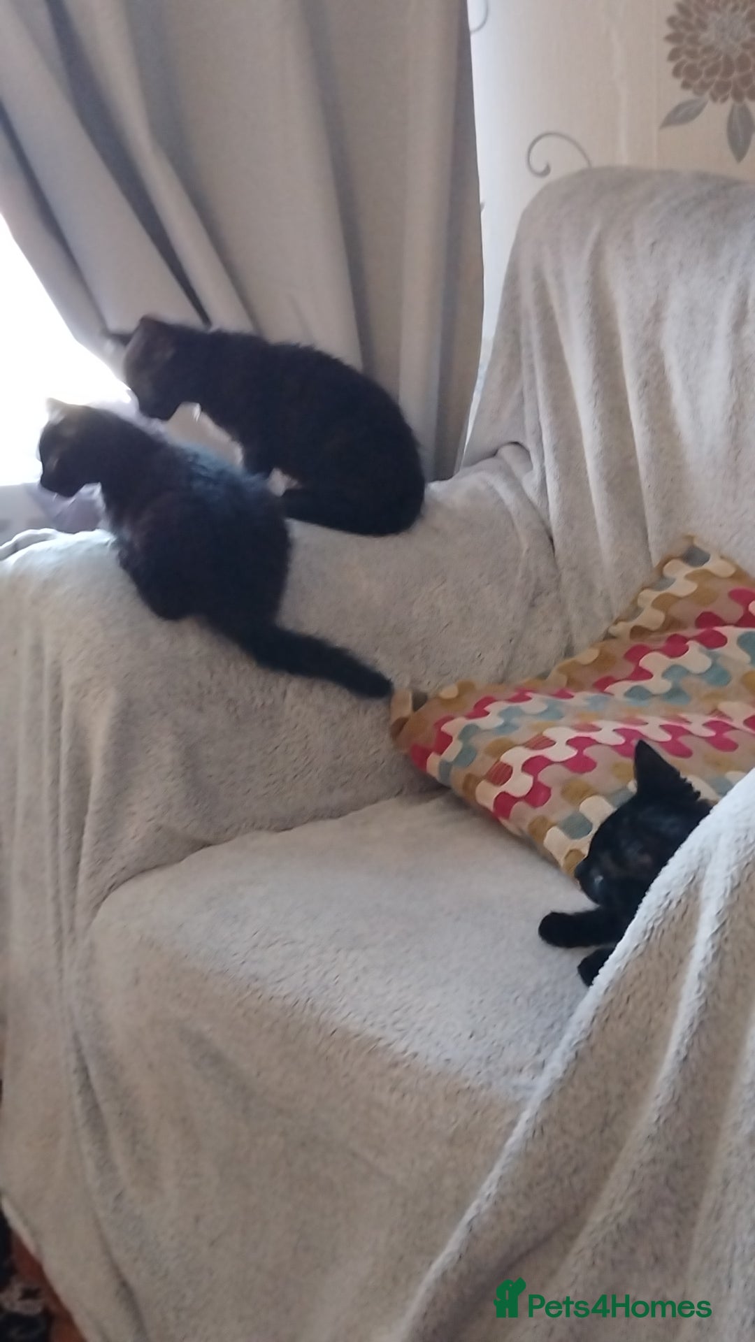 Domestic Shorthair cats for sale: Domestic kittens - Image 2