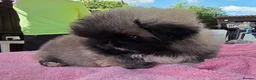 Pekingese dogs for sale: KC Registered Pekingese Puppies top quality  - Advert 22