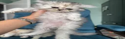 Persian cats for sale: Beautiful Persian Kittens Available forLovingHomes - Advert 20