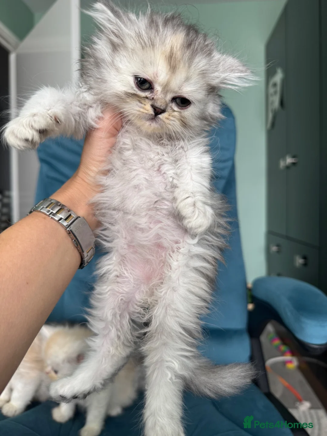 Persian cats for sale: Beautiful Persian Kittens Available forLovingHomes - Advert 20