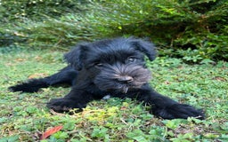 Miniature Schnauzer dogs for sale: Beautiful KC registered Minature Schnauzer puppies - Image 3
