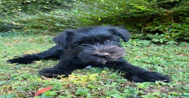 Miniature Schnauzer dogs - Advert 1