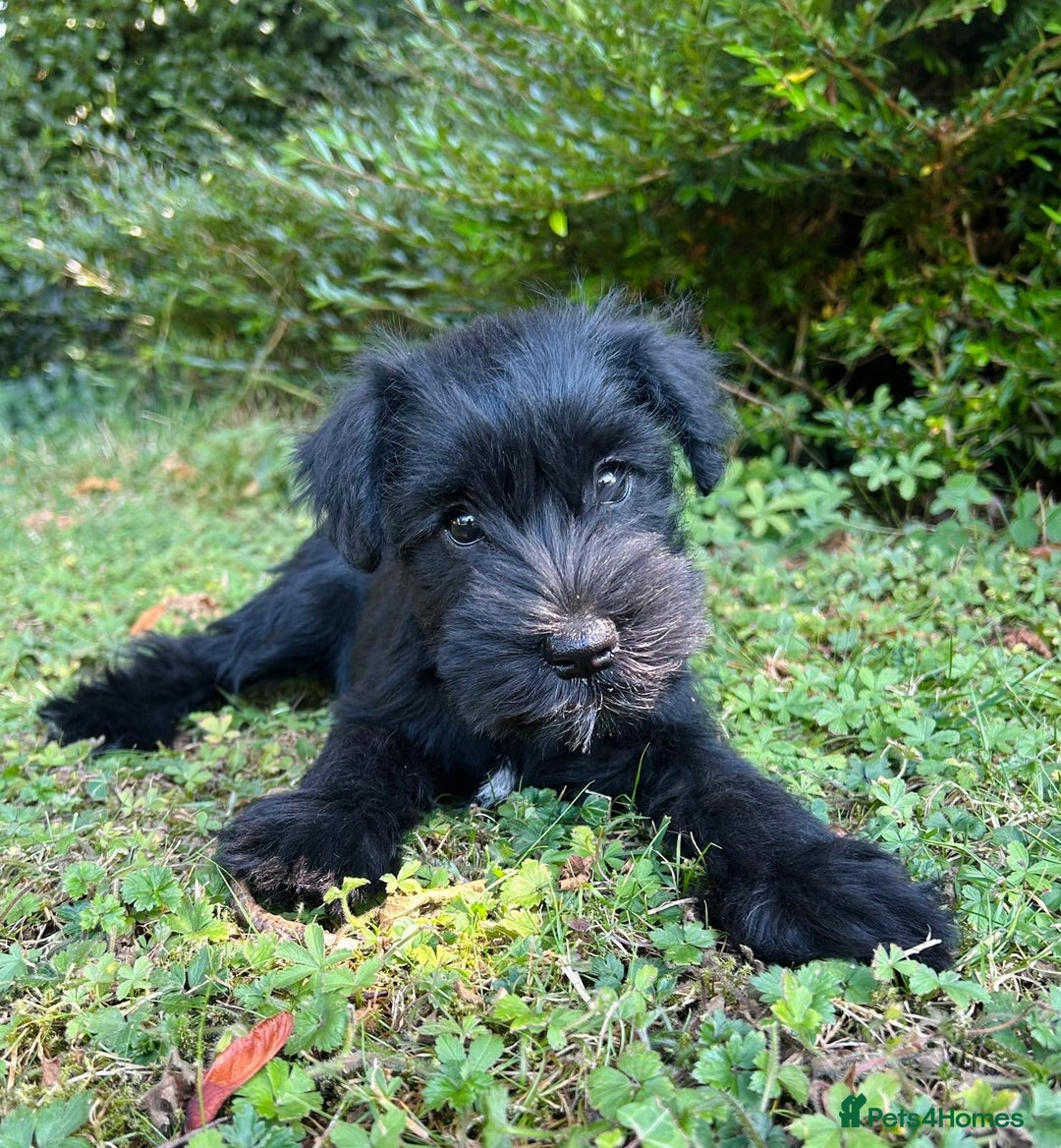 Miniature Schnauzer dogs for sale: Beautiful KC registered Minature Schnauzer puppies - Image 3
