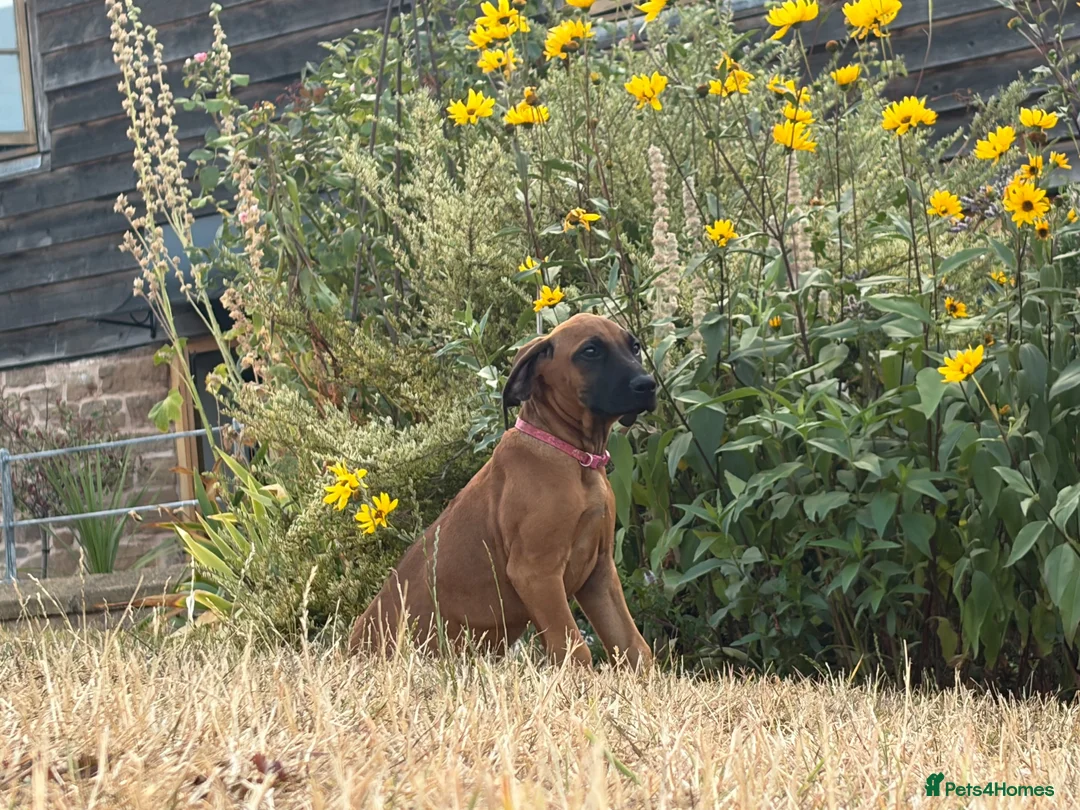 Rhodesian Ridgeback dogs for sale: One beautiful gentle kc little girl - Advert 2