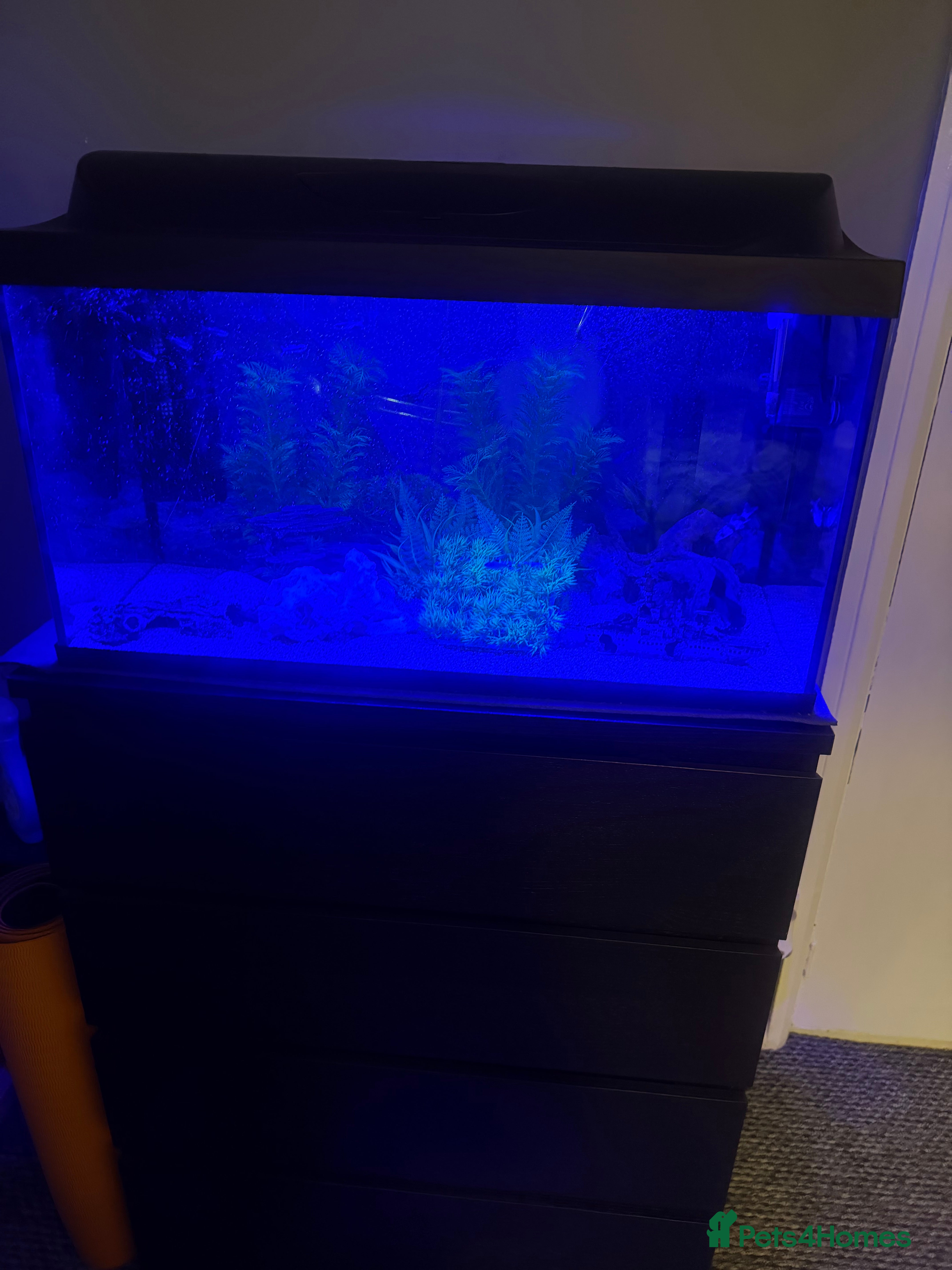 Other/Mixed Breed fish 105 litre full tropical fish tank set up  - Advert 17