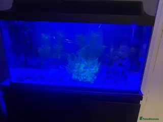 Other/Mixed Breed fish 105 litre full tropical fish tank set up - Advert 17