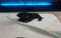 Cavapoo dogs for sale: 3cavapoo puppies  - Image 4