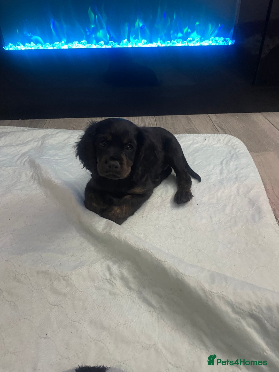 Cavapoo dogs for sale: 3cavapoo puppies  - Image 4