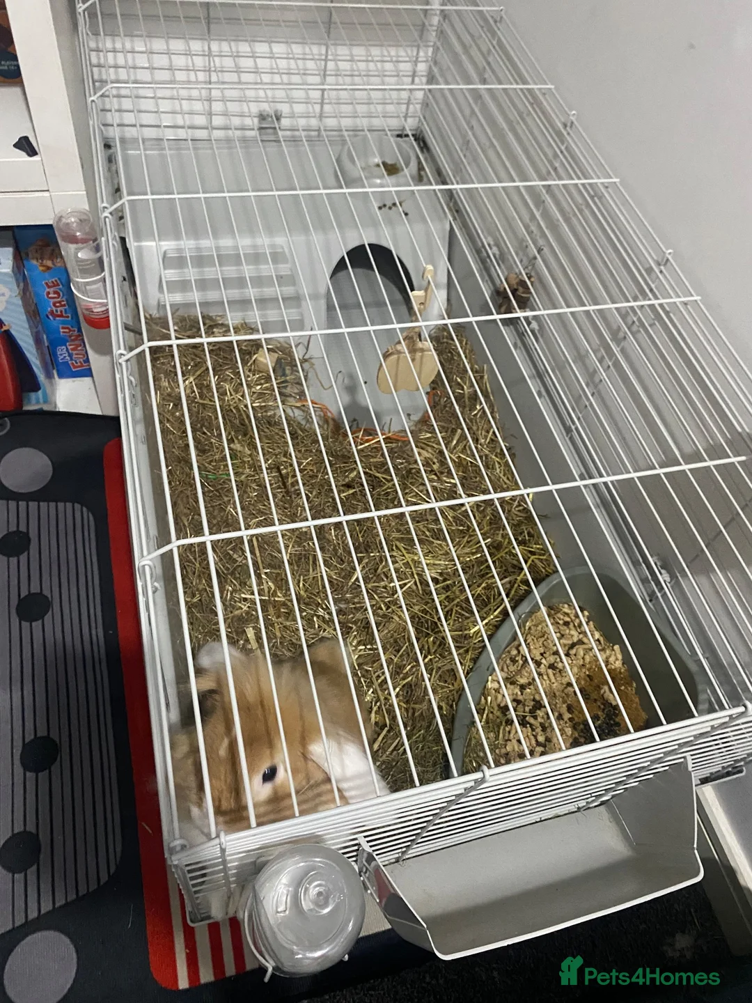 Mini Lop rabbits for sale: Mini lop Rabbit *Boy* 6 months old - Advert 8