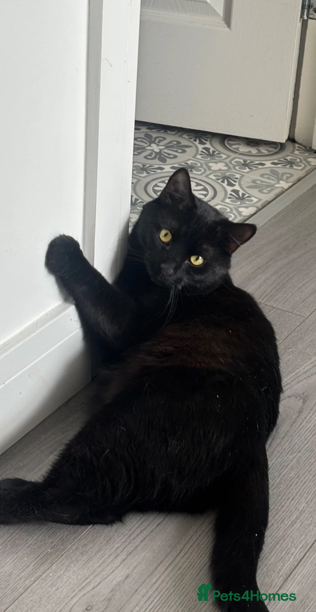 British Shorthair cats for sale: Black Cat Looking for an Experienced Forever Home - Advert 4