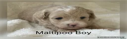 Maltipoo dogs for sale: Stunning Maltipoo’s - Advert 2
