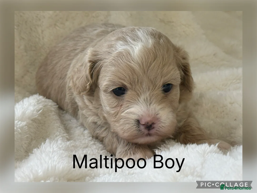 Maltipoo dogs for sale: Stunning Maltipoo’s - Advert 2