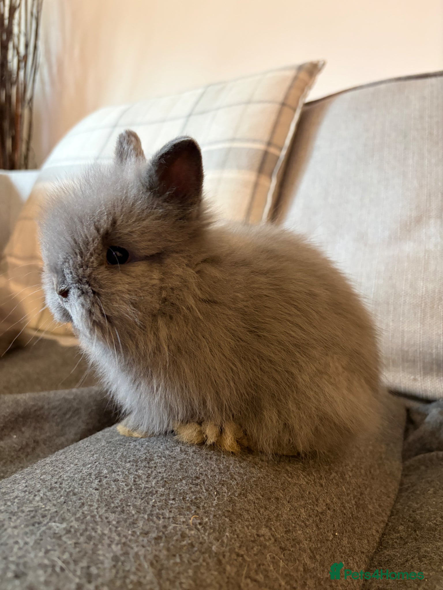Lionhead rabbits Double mane lion head baby bunnies for sale  - Advert 1