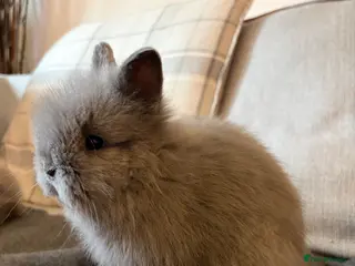 Lionhead rabbits Double mane lion head baby bunnies for sale - Advert 1