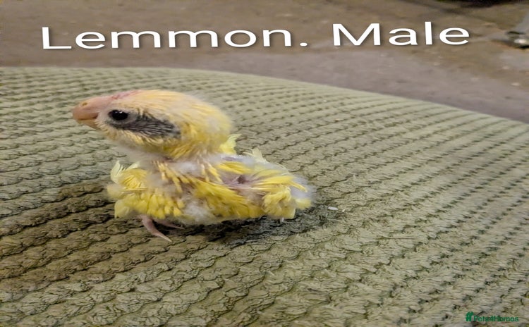 Parakeets birds Hand reared baby kakarikis - Advert 6