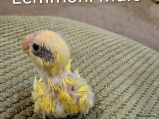 Parakeets birds Hand reared baby kakarikis - Advert 1