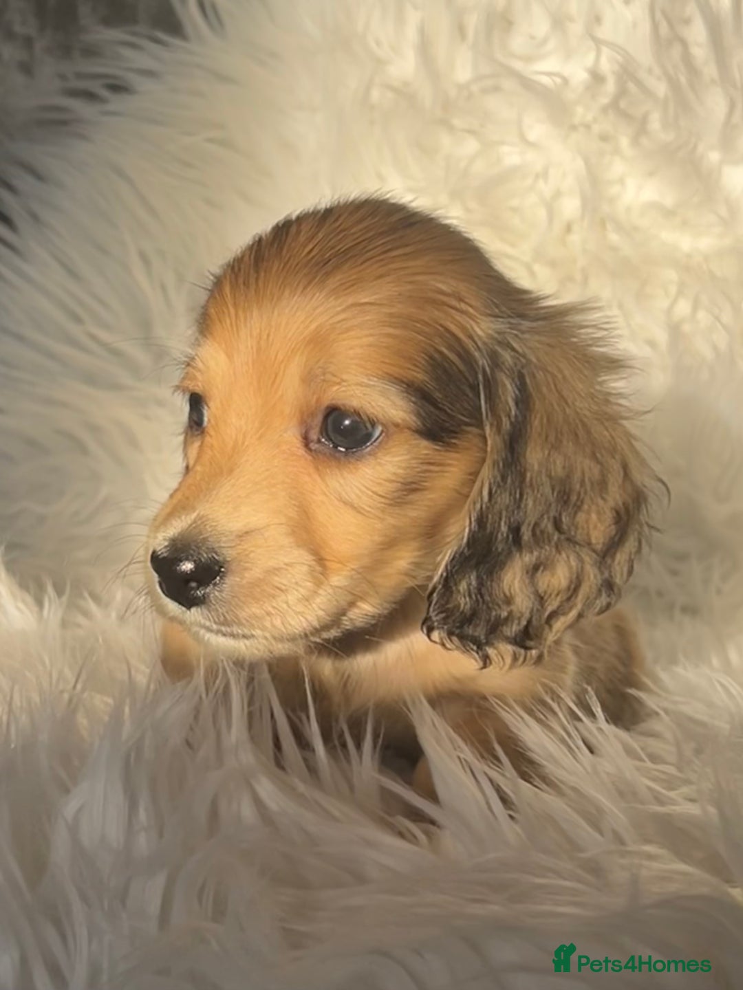 Dachshund dogs for sale: KC miniature long hair dachshunds for sale - Advert 15