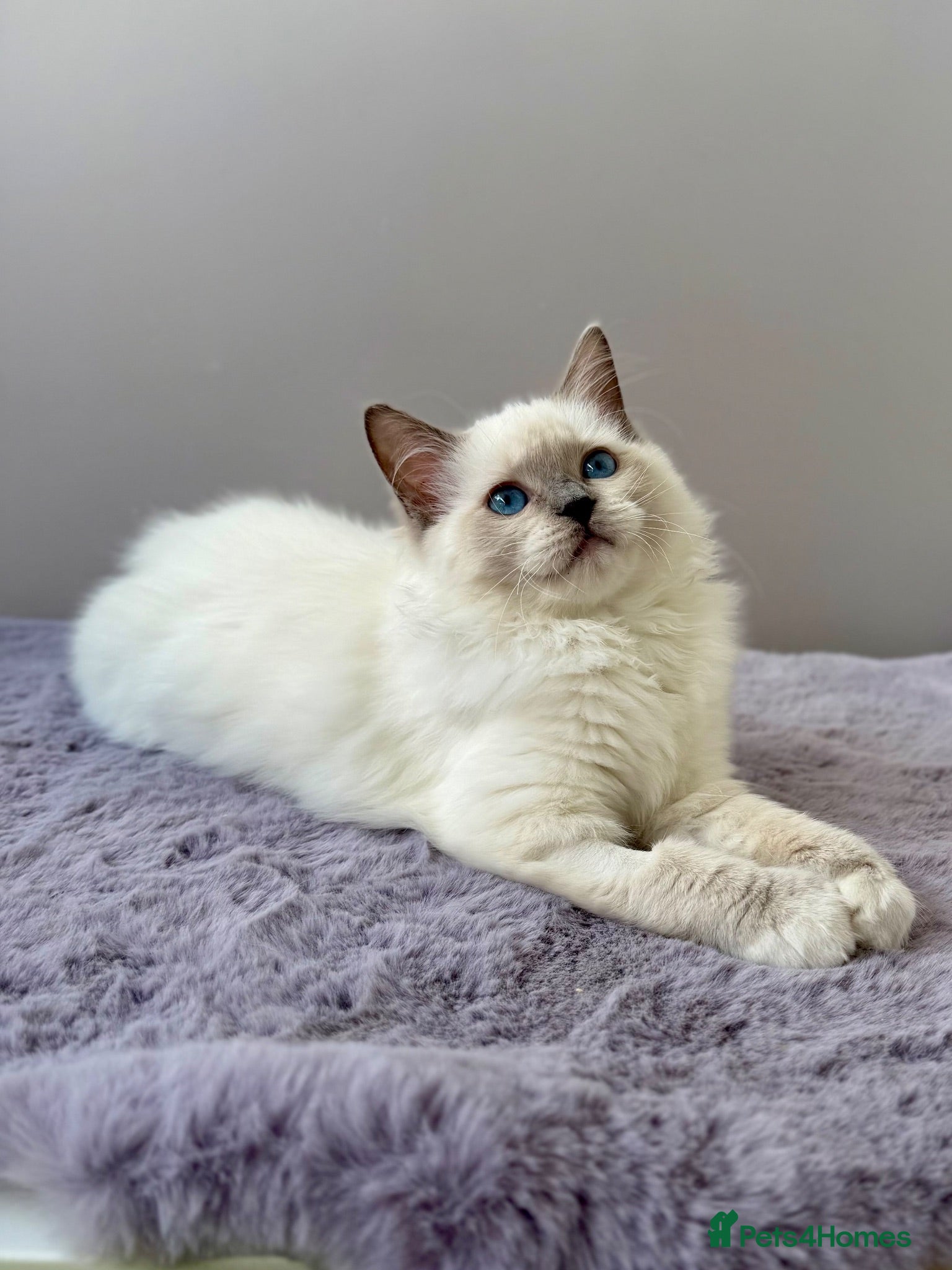 Ragdoll cats TICA registered blue mitted radoll kitten - Advert 1
