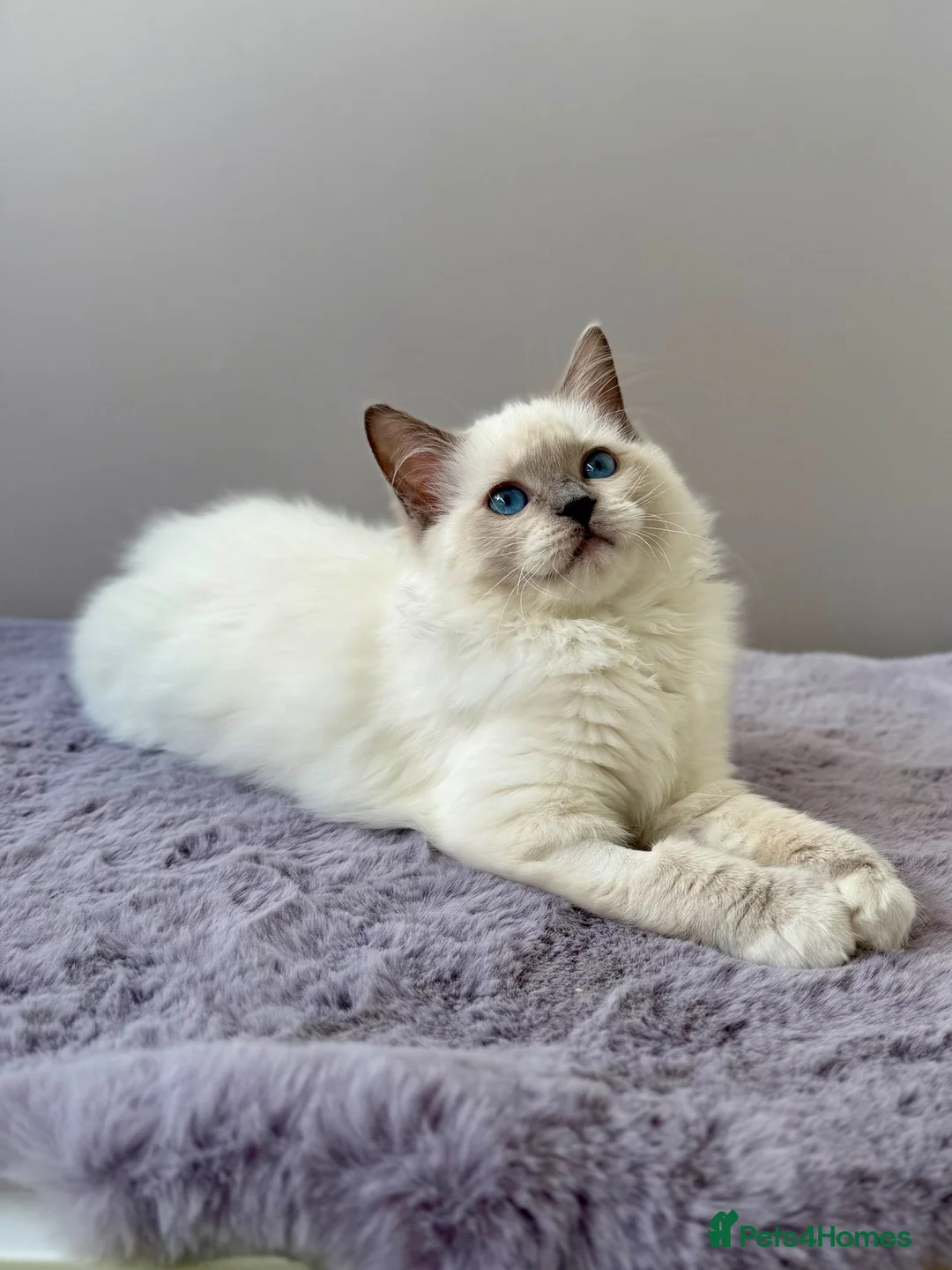Ragdoll cats for sale: TICA registered blue mitted radoll kitten - Advert 1