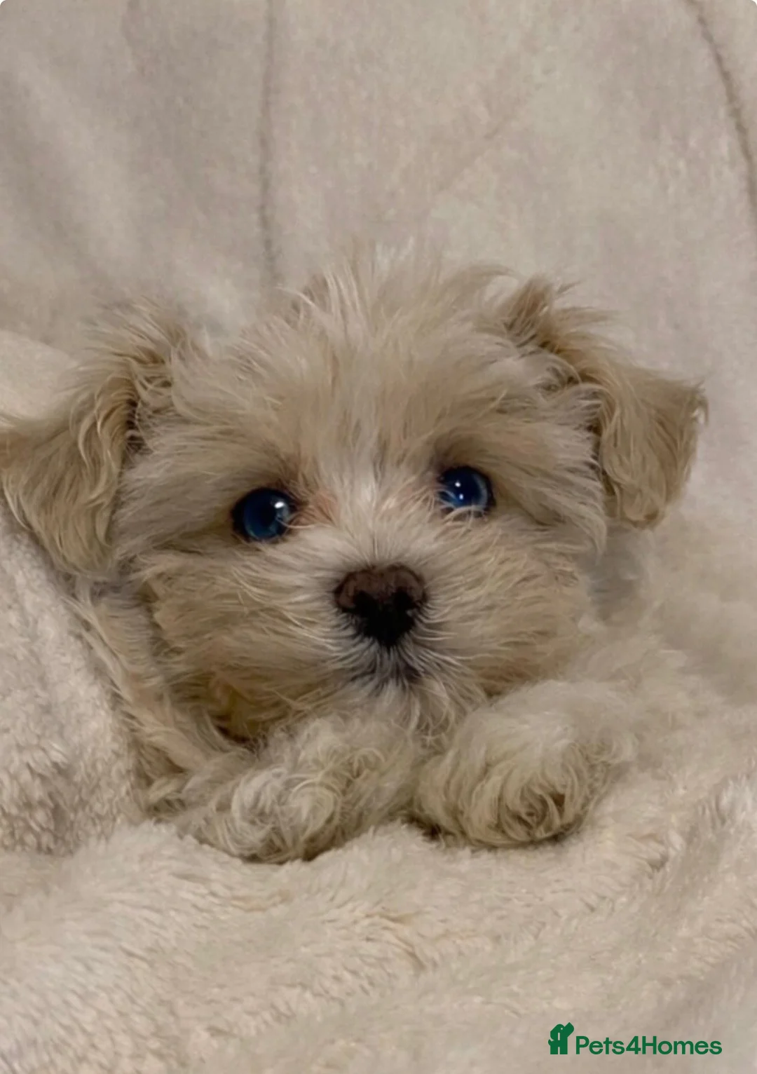 Maltipoo dogs for sale: Beautiful Blue Eyed boy Cookie Dough 🩵 - Advert 1