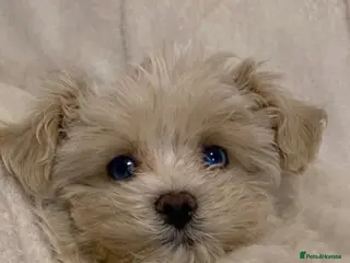Maltipoo dogs Beautiful Blue Eyed boy Cookie Dough 🩵 - Advert 1