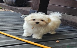 Maltese dogs for sale: Maltese puppies  - Image 1