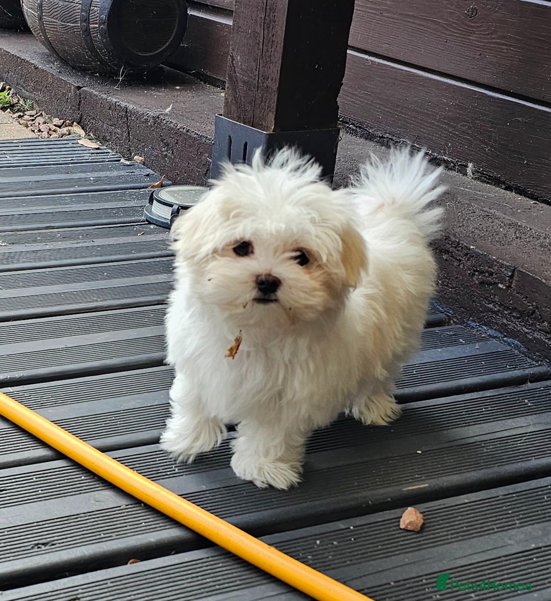 Maltese dogs for sale: Maltese puppies  - Image 1