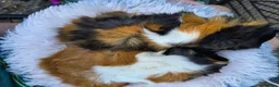 Guinea Pig rodents for sale: 2 x Bonded Girl Guinea Pigs - Advert 4