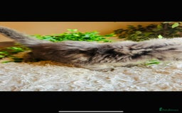 Maine Coon cats for sale: Beautiful GCCF Maine Coon kittens - Advert 15