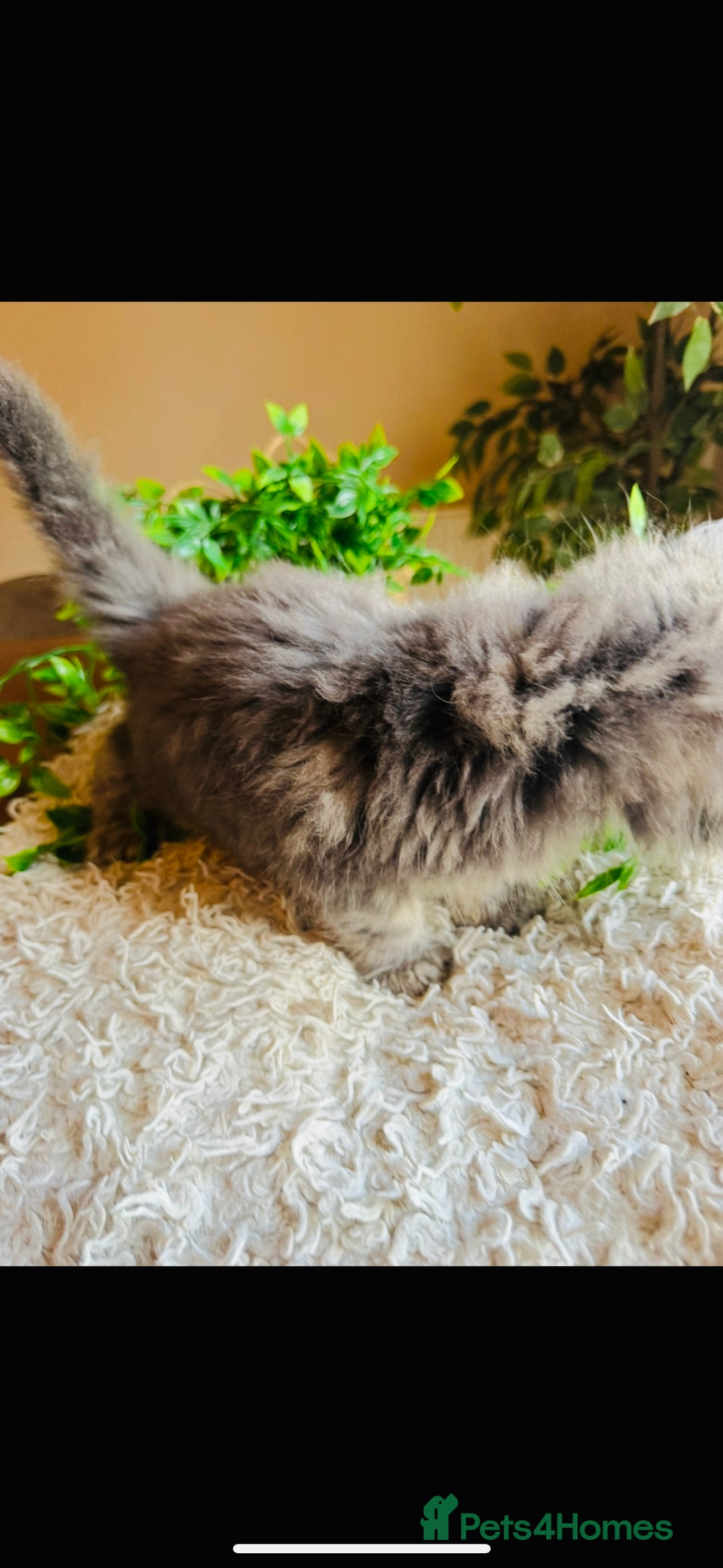 Maine Coon cats for sale: Beautiful GCCF Maine Coon kittens - Advert 15