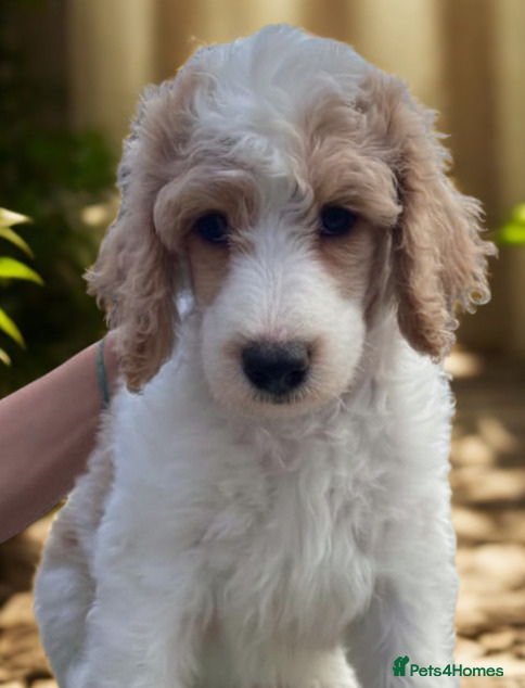 Standard Poodle dogs Elite KC Standard Parti Poodle Pups - Advert 2