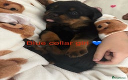 Rottweiler dogs for sale: 🔥2 chunky KC REGISTERED Rottwieler puppies 🔥 - Image 3