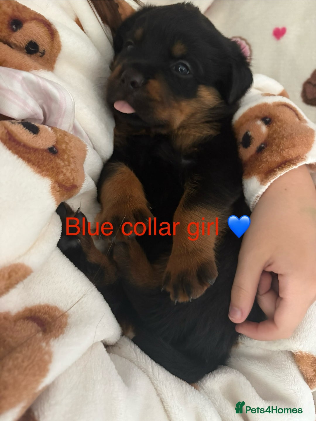 Rottweiler dogs for sale: 🔥2 chunky KC REGISTERED Rottwieler puppies 🔥 - Image 3
