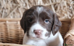 English Springer Spaniel dogs for sale: Puppy (male) KC ESS with titled parents FTW x FTAW - Image 12