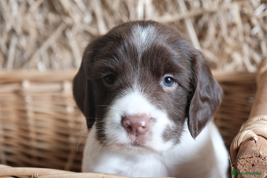 English Springer Spaniel dogs for sale: Puppy (male) KC ESS with titled parents FTW x FTAW - Image 12