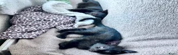 Mixed Breed cats for sale: Two black kittens ready for homes.   in Stoke-on-Trent - Advert 2