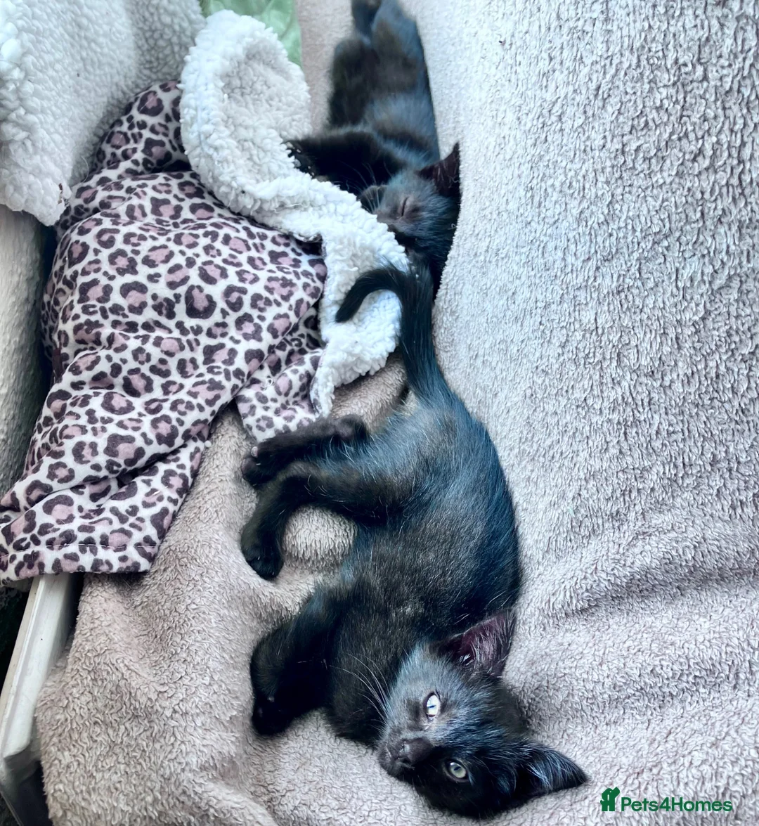 Mixed Breed cats for sale: Two black kittens ready for homes.   in Stoke-on-Trent - Advert 2