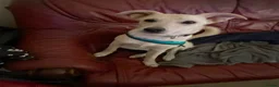 Mixed Breed dogs for adoption: ❤️🐶 TOSCA – A LITTLE RAY OF SUNSHINE in Nottingham - Advert 18