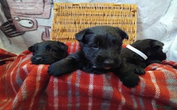 Scottish Terrier dogs for sale: Scottie terrier puppies - Advert 3