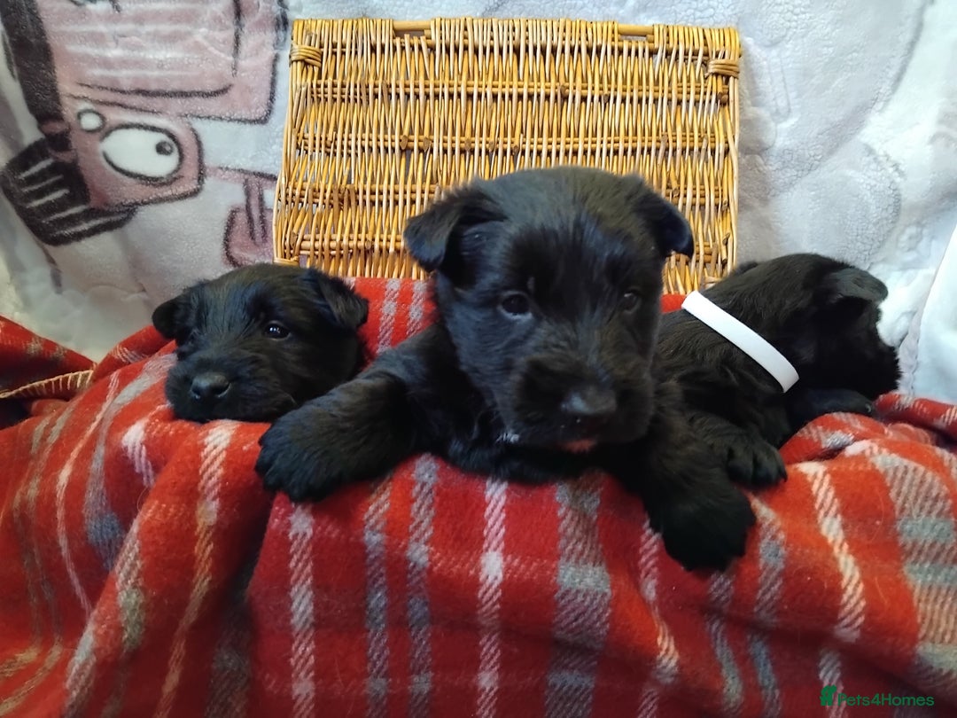 Scottish Terrier dogs for sale: Scottie terrier puppies - Advert 3