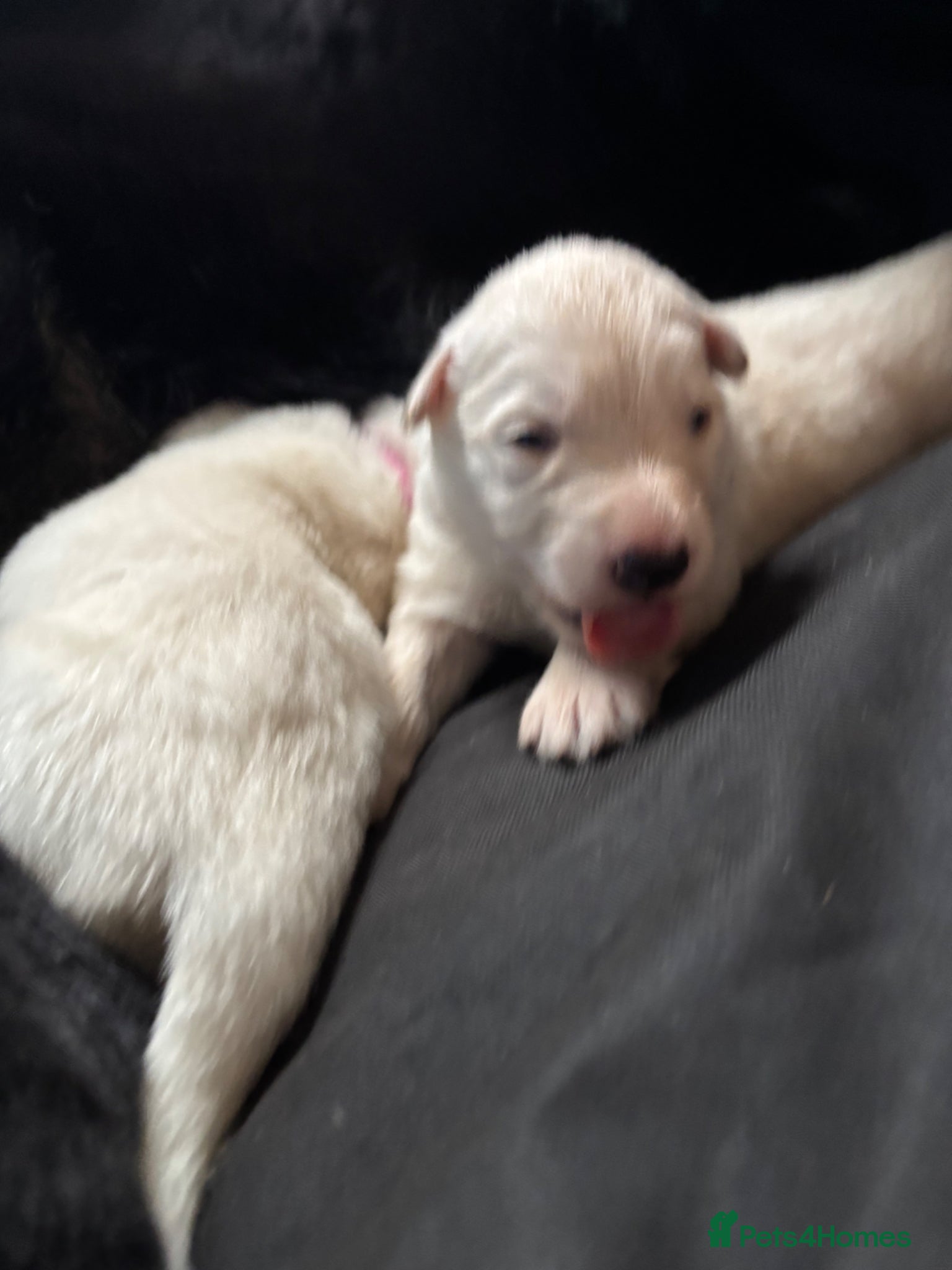 German Shepherd dogs Beautiful German shepherd puppies.  - Advert 18