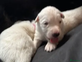 German Shepherd dogs Beautiful German shepherd puppies. - Advert 18