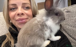 Mini Lion Lop rabbits for sale: Grey female Minilop Lionhead - Image 1
