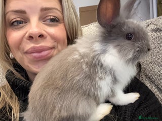 Mini Lion Lop rabbits - Advert 27