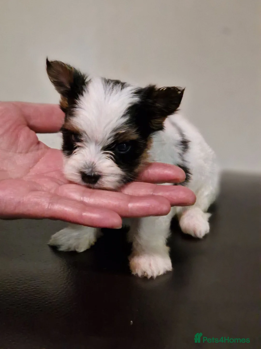 Biewer Terrier dogs for sale: Pure Miniature Biewer Terrier Puppies - Advert 2