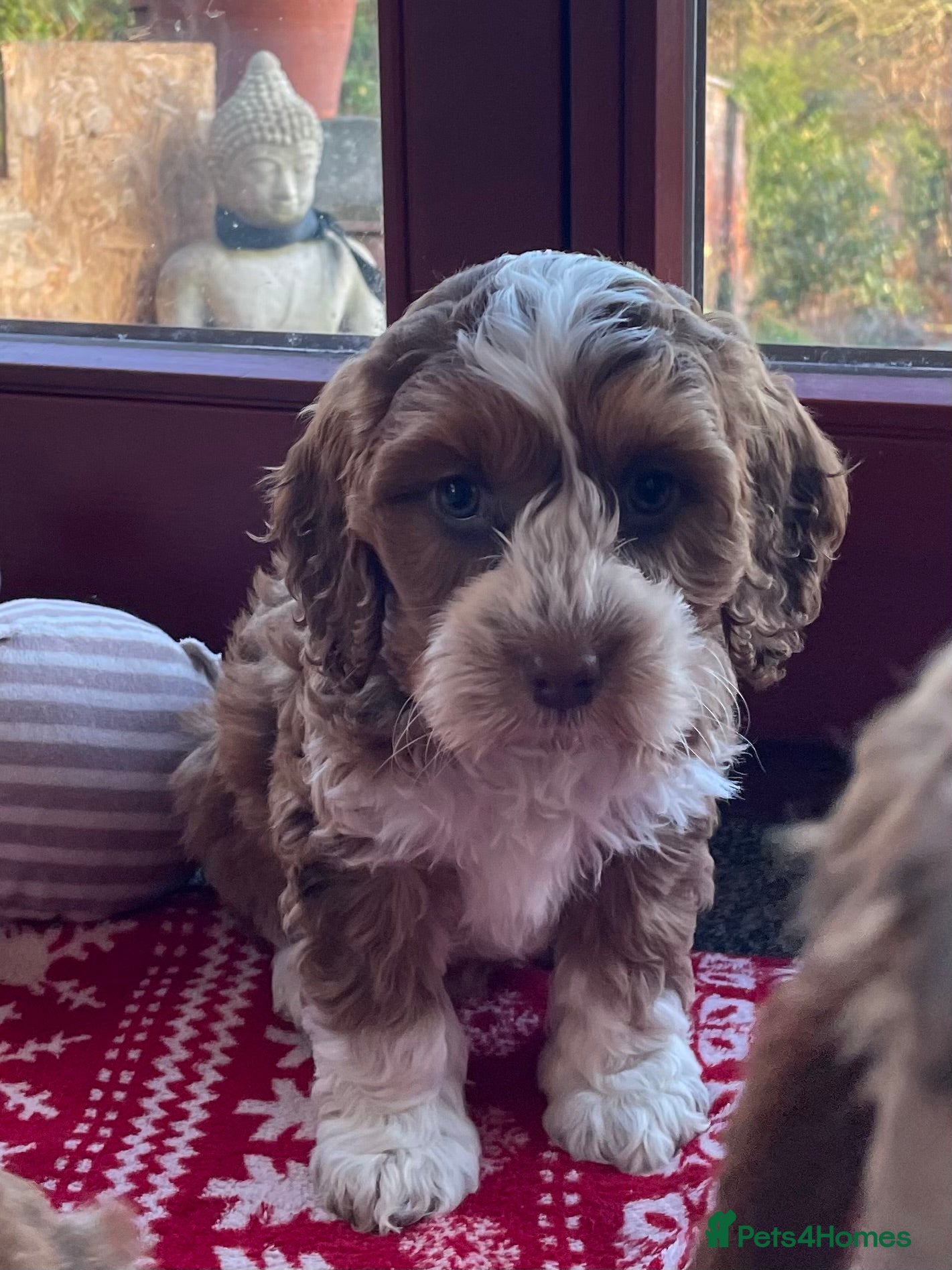 Cockapoo dogs F1 MINIATURE COCKAPOO PUPPIES DNA HEALTH TESTED  - Advert 1