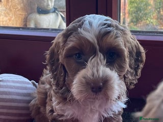 Cockapoo dogs F1 MINIATURE COCKAPOO PUPPIES DNA HEALTH TESTED - Advert 6