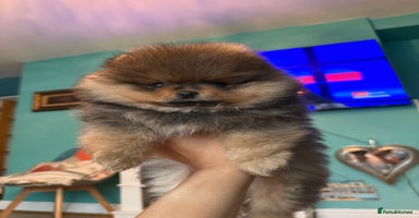 Pomeranian dogs - Advert 3